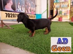 Daschund puppies available for sale